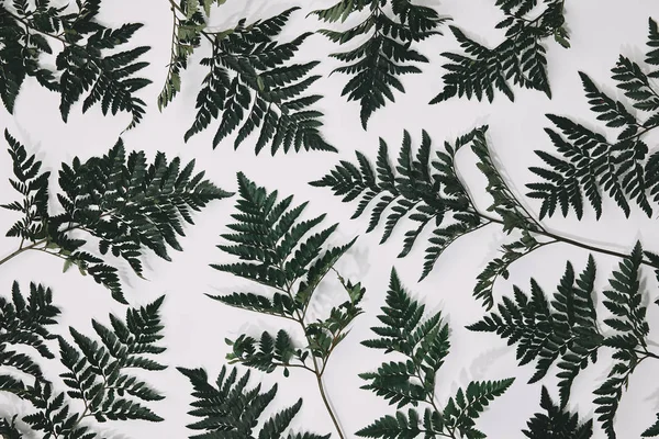 Top view of fern leaves lying on white surface — Stock Photo