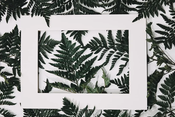 Вид сверху на зеленые листья папоротника с рамкой на белом — стоковое фото