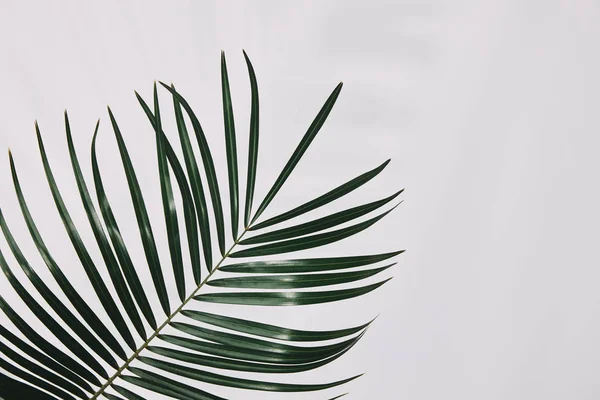 Primer plano de la rama de la palma aislada en blanco - foto de stock