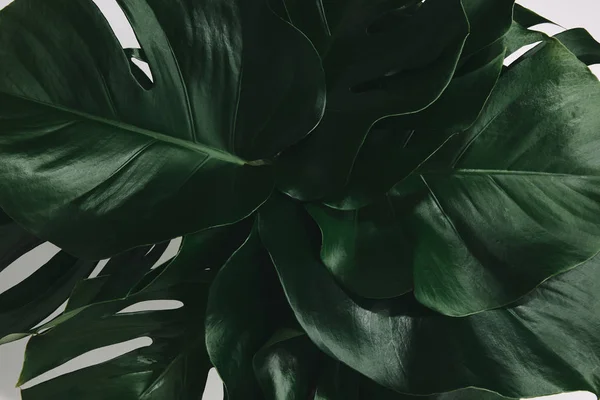 Повний каркасний знімок букету листя монстрів ізольовані на білому — стокове фото