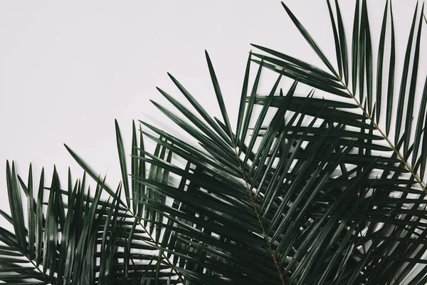 Вид зверху на пальмові гілки ізольовані на білому — стокове фото