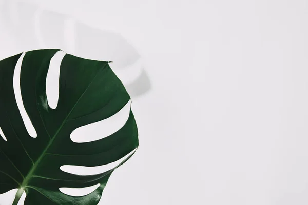 Крупним планом знімок одного зеленого листка монстрів на білому — стокове фото
