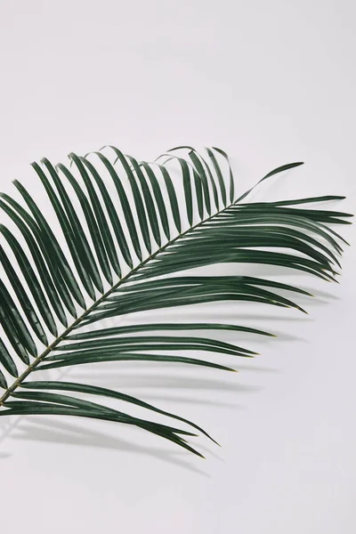 Крупним планом знімок пальмової гілки над білою поверхнею — стокове фото