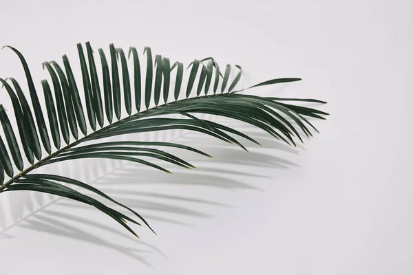Primer plano de la rama de la palma verde sobre la superficie blanca - foto de stock