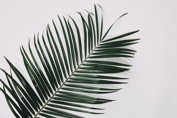 Vista dall'alto del ramo di palma sulla superficie bianca — Foto stock