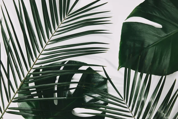 Grüne Palmen- und Monsterblätter auf weißer Oberfläche — Stockfoto
