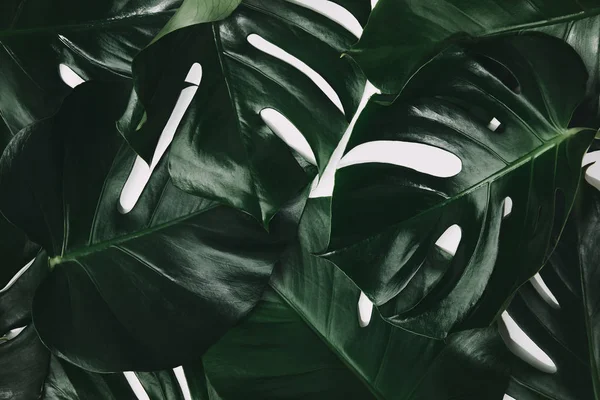 Scatto full frame di foglie di monstera verde isolate su bianco — Foto stock