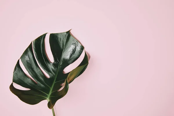 Top view of green monstera leaf on pink surafce — Stock Photo