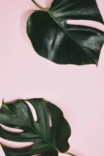 Vista superior de folhas monstera na superfície rosa — Fotografia de Stock