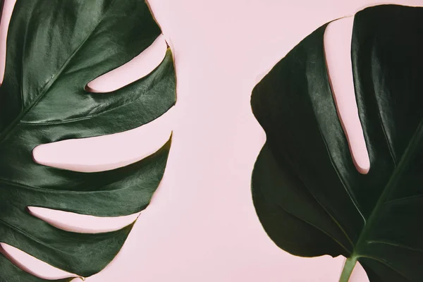 Top view of monstera leaves on pink surface — Stock Photo