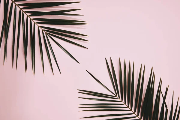 Вид пальмовых ветвей, расположенных на розовой поверхности — стоковое фото