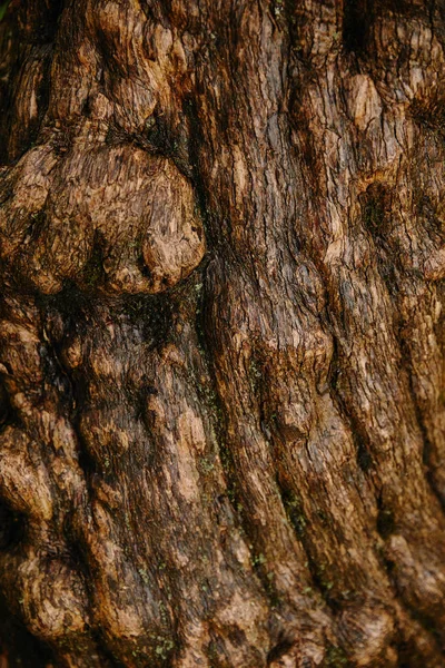 Primo piano di corteccia di quercia vecchia marrone — Foto stock