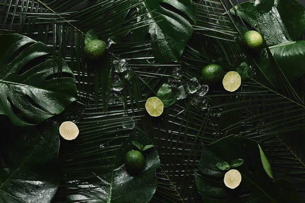 Top view of whole and sliced limes, ice cubes and beautiful green tropical leaves — Stock Photo
