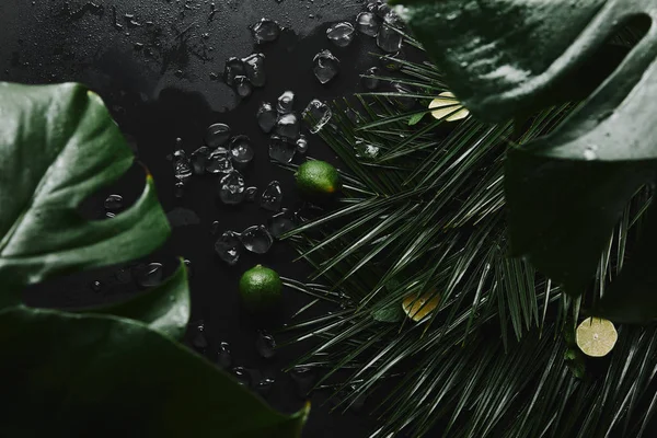 Vista superior de limas enteras y cortadas en rodajas, cubitos de hielo y hermosas hojas tropicales verdes sobre negro - foto de stock