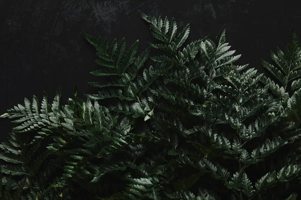 Vue de dessus de belle fougère humide verte sur noir — Photo de stock