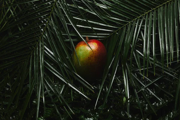 Close-up view of whole mango fruit and wet green tropical leaves — Stock Photo