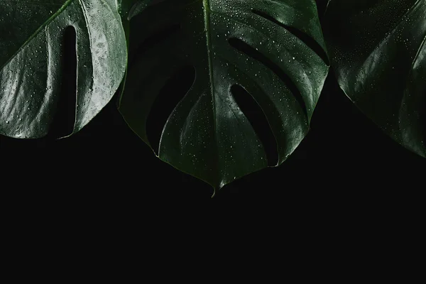 Крупным планом вид красивых зеленых влажных листьев монстров, изолированных на черном — стоковое фото
