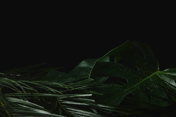 Beautiful tropical botanical with fresh green leaves on black — Stock Photo