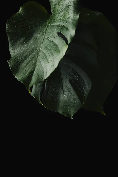 Vue rapprochée des feuilles vertes mouillées de la monstère isolées sur noir — Photo de stock