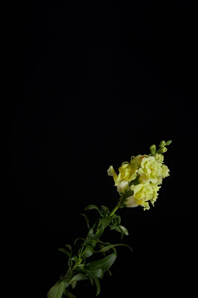 Schöne gelbe Blüten mit Knospen auf grünem Stamm mit Blättern auf schwarzem isoliert — Stockfoto