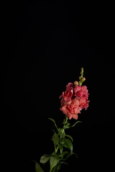 Belo gladíolo rosa florescendo decorativo com botões isolados em preto — Fotografia de Stock