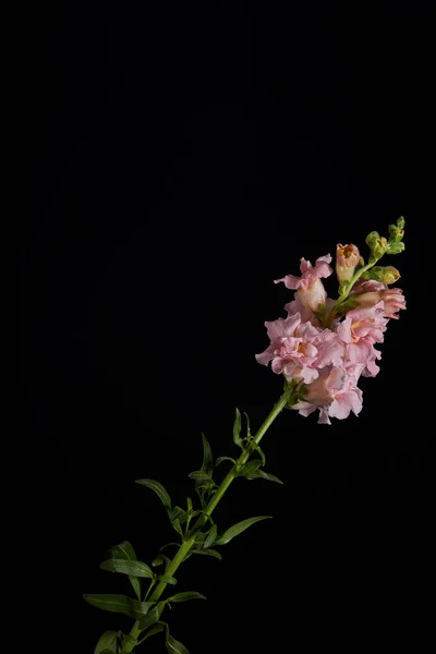 Bellissimi fiori rosa con boccioli su fusto verde con foglie isolate su nero — Foto stock
