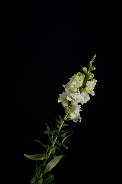 Belas flores brancas com botões no tronco verde com folhas isoladas em preto — Fotografia de Stock