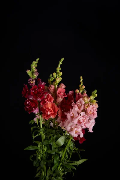 Bouquet of beautiful tender fresh flowers with buds and green leaves isolated on black — Stock Photo