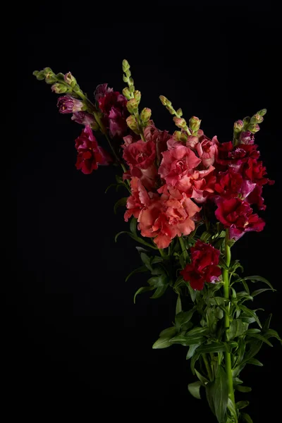 Bouquet di bellissimi fiori rosa, rossi e viola con boccioli e foglie verdi isolate su nero — Foto stock