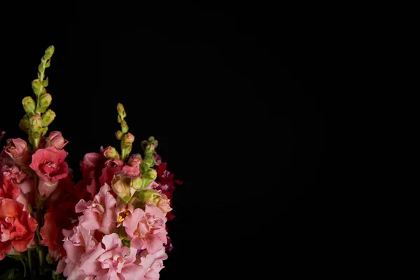 Close-up view of beautiful tender pink and red gladioli flowers with buds isolated on black background — Stock Photo