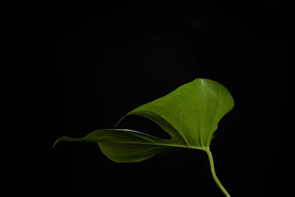 Close-up view of beautiful fresh green leaf isolated on black background — Stock Photo