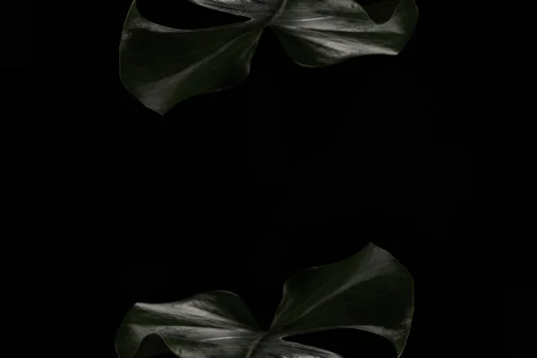 Bonito verde escuro monstera folhas isoladas no fundo preto — Fotografia de Stock