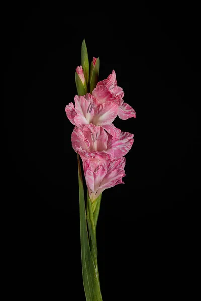 Nahaufnahme von schönen rosa Gladiolen mit Knospen isoliert auf schwarz — Stockfoto