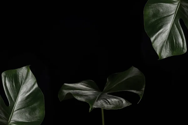 Vista de cerca de hermosas hojas de monstera verde oscuro aisladas sobre fondo negro - foto de stock