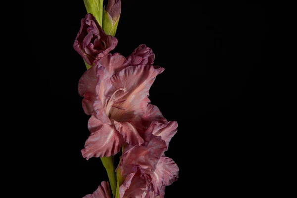 Vue rapprochée du magnifique gladiole violet frais isolé sur fond noir — Photo de stock