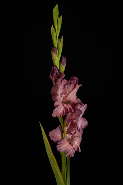 Beautiful fresh violet gladiolus flowers and buds isolated on black — Stock Photo