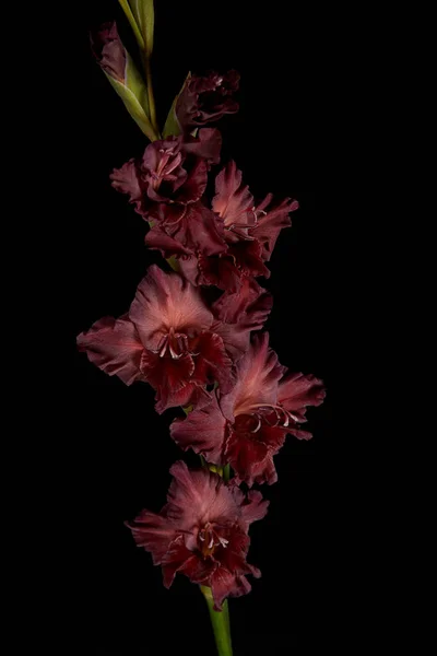 Vista de cerca del hermoso gladiolo granate en flor aislado en negro - foto de stock