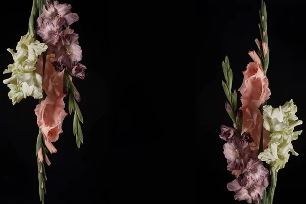 Hermosas flores de gladiolos rosados, amarillos y púrpuras aisladas sobre fondo negro - foto de stock