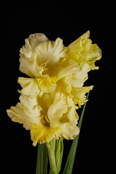 Vista de cerca de hermoso gladiolo amarillo tierno fresco aislado en negro - foto de stock