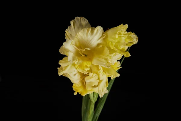 Vista de cerca de hermosas flores de gladiolo amarillo aisladas en negro - foto de stock