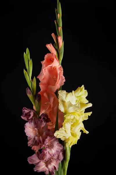 Крупным планом вид красивых розовых, желтых и фиолетовых цветов гладиолусов, выделенных на черном фоне — стоковое фото