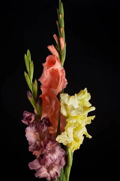 Vista de cerca de hermosas flores de gladiolos rosa, amarillo y violeta aisladas sobre fondo negro - foto de stock