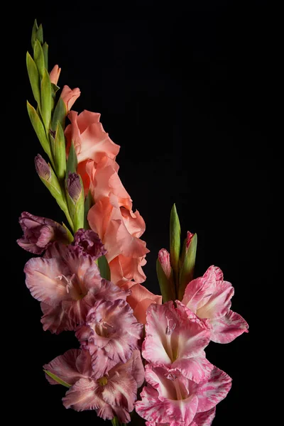 Vista de cerca de hermosas flores de gladiolos rosa y violeta aisladas sobre fondo negro - foto de stock