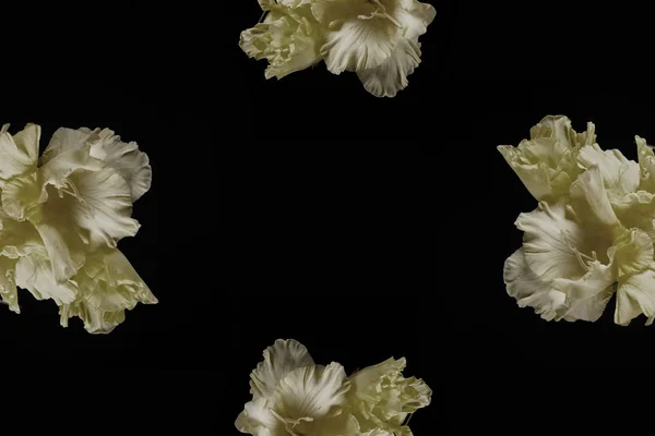 Vista de cerca de las tiernas flores de gladiolos amarillos aisladas sobre fondo negro - foto de stock