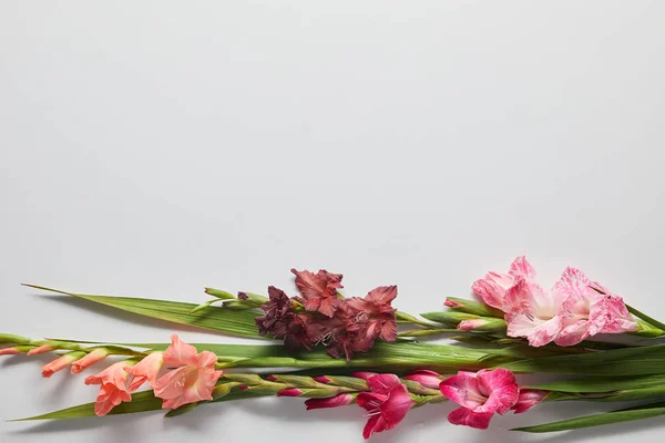 Vista de cerca de hermosas flores de gladiolos tiernos sobre fondo gris - foto de stock