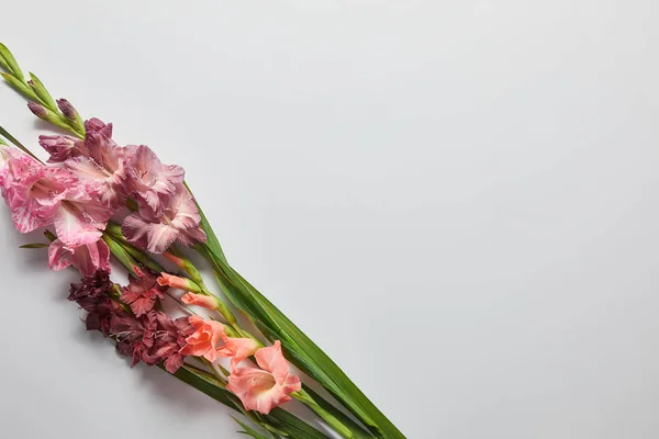 Вид зверху на красиві рожеві та фіолетові квіти гладіолусів на сірому фоні — стокове фото