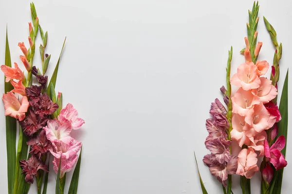 Vista ravvicinata di bellissimi fiori di gladioli rosa e viola su sfondo grigio — Foto stock