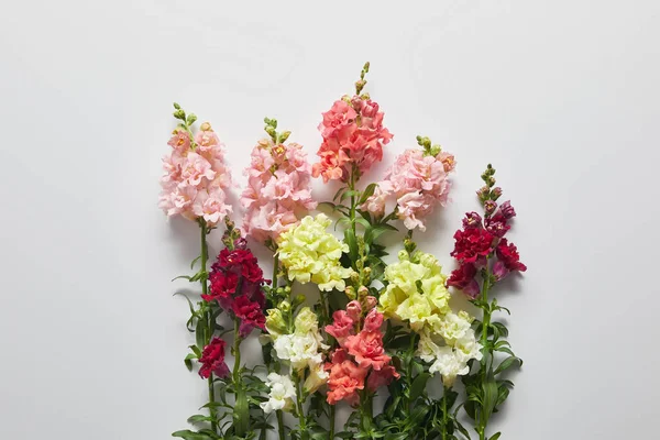 Beautiful fresh blooming decorative flowers on grey background — Stock Photo