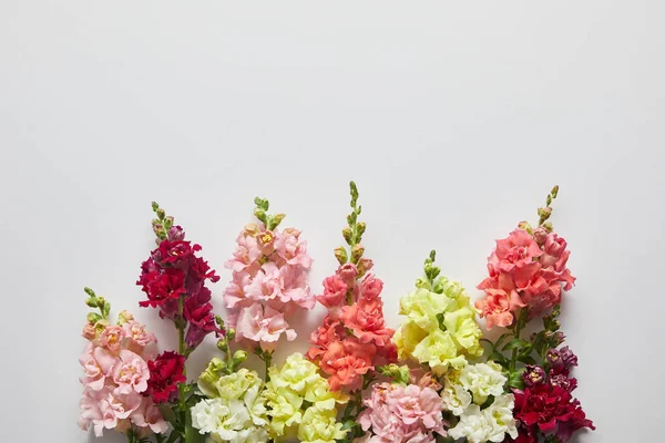 Beautiful fresh blooming decorative gladioli flowers on grey background — Stock Photo