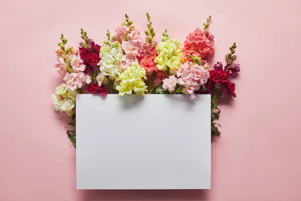Vista superior de hermosas flores tiernas frescas y tarjeta en blanco en rosa - foto de stock
